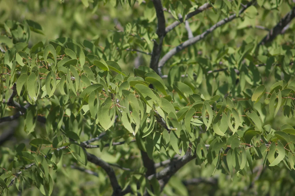 Mopane leaves photographed in Etosha National Park.