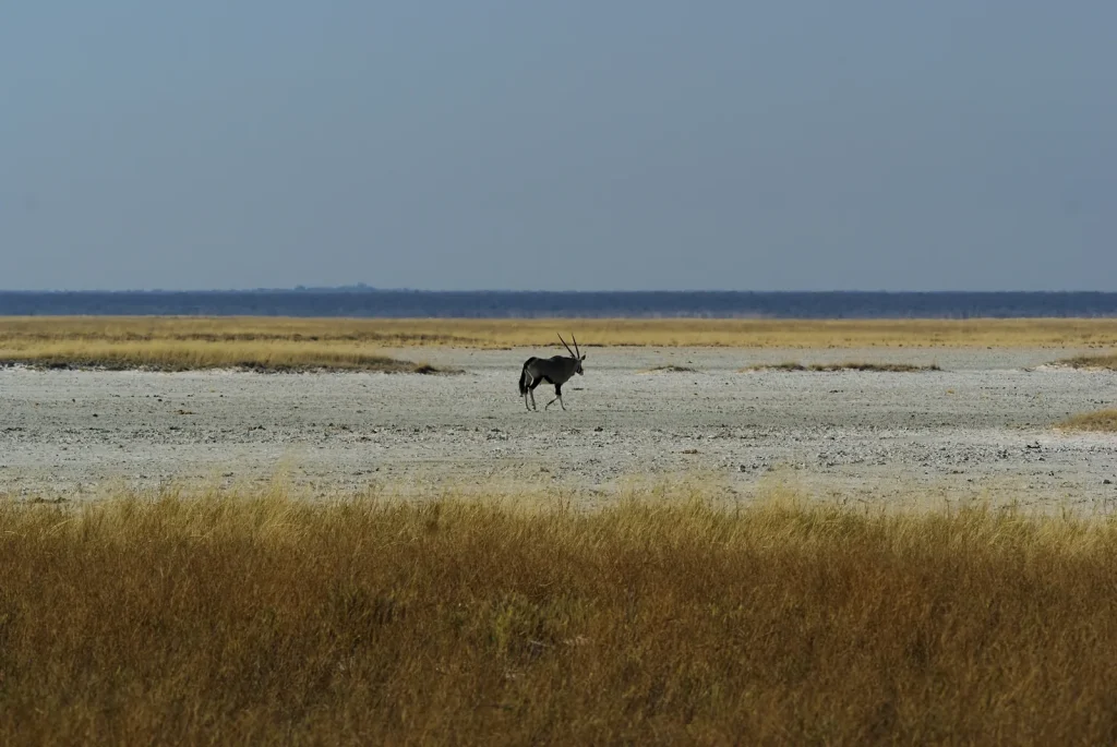 A distant gemsbok stands on Fisher’s Pan with a low horizon behind it.