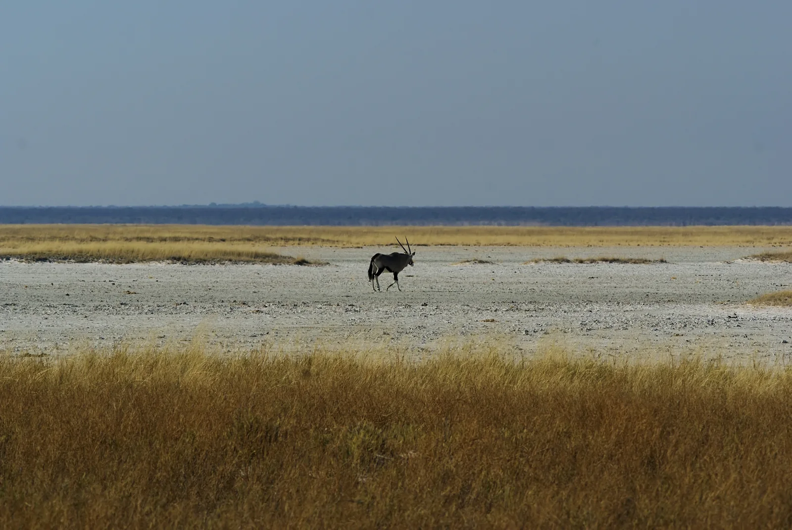 A distant gemsbok stands on Fisher’s Pan with a low horizon behind it.