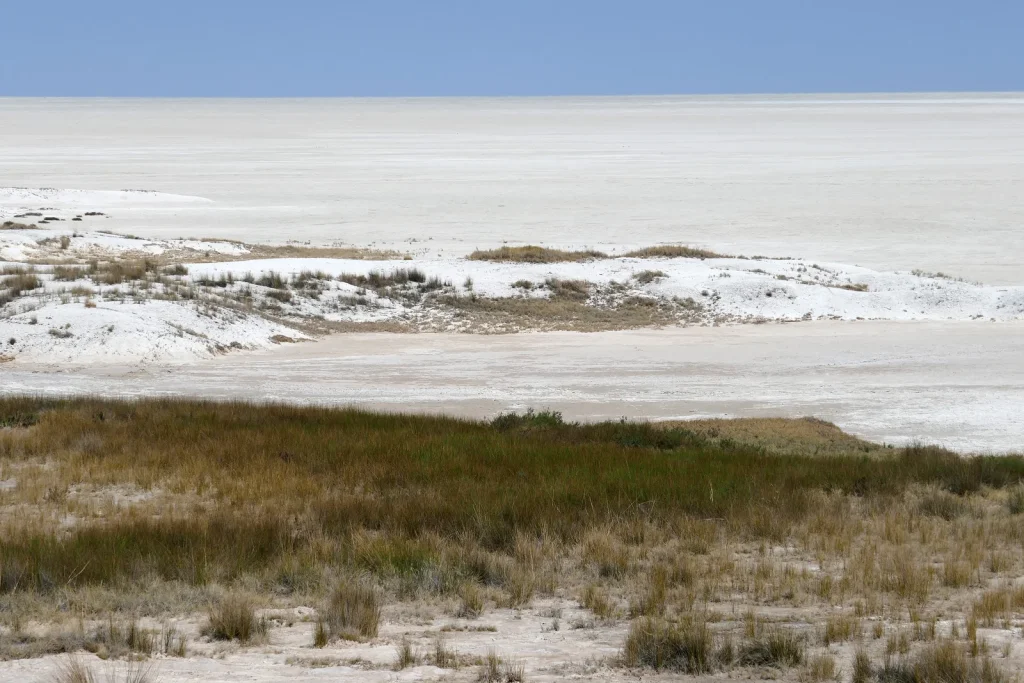 Pale salt-pan surface beyond low vegetation in Etosha.