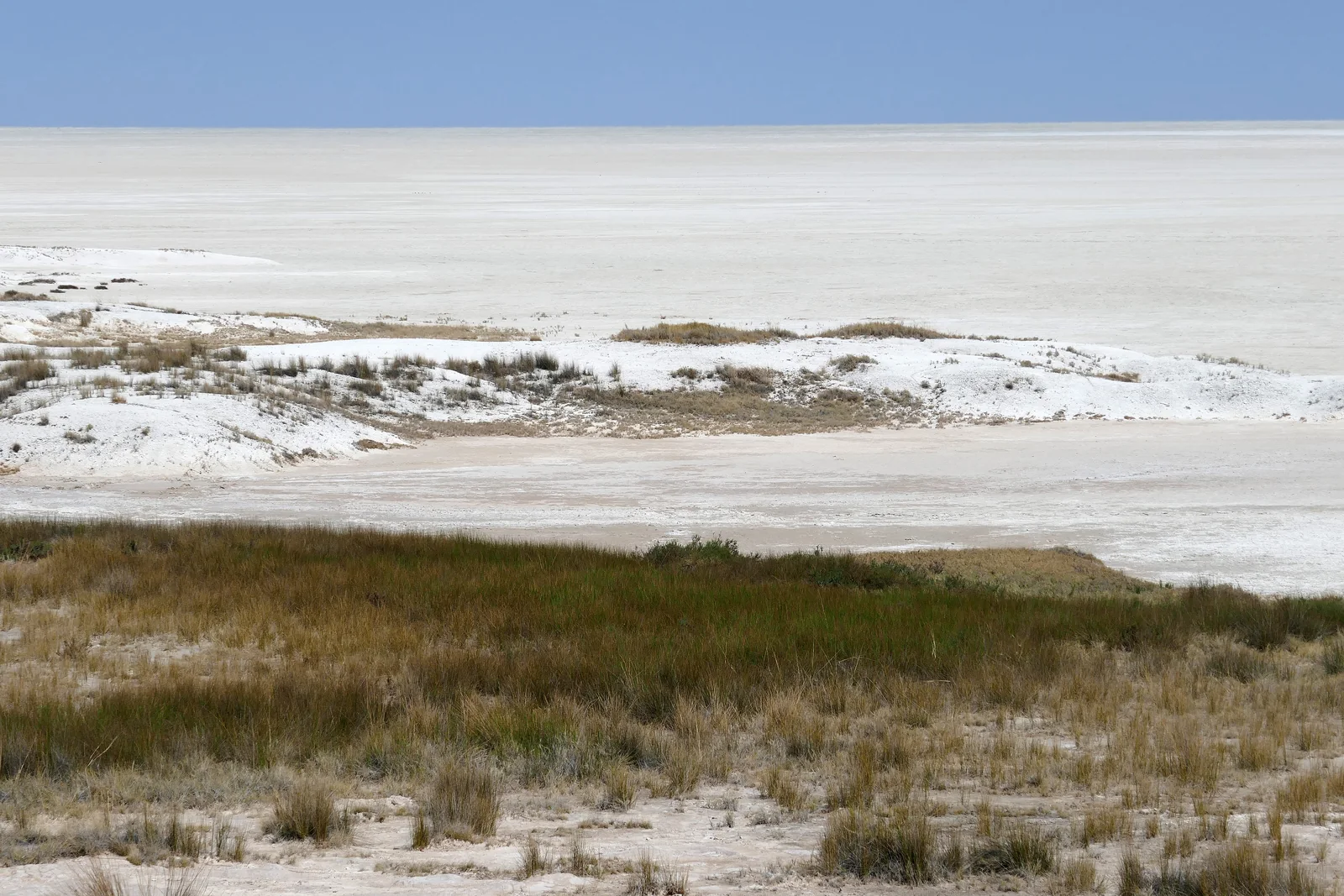 Pale salt-pan surface beyond low vegetation in Etosha.